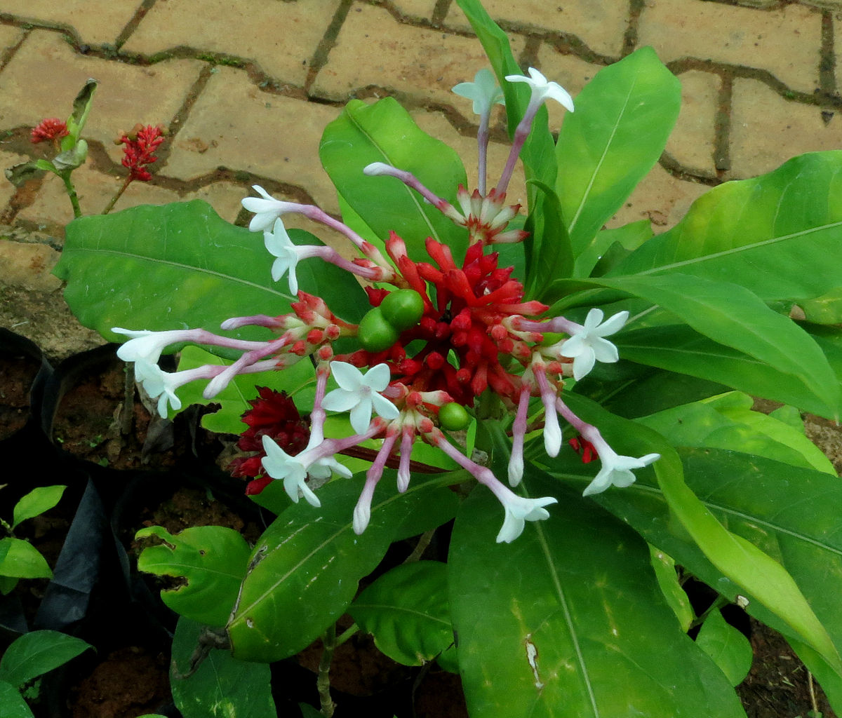 กฤษณา Rauvolfia serpentina สรรพคุณกฤษณา กฤษณาลดความดันโลหิตสูง กฤษณารักษาความเครียด กฤษณารักษาโรคประสาท กฤษณาช่วยลดอาการวิตกกังวล สมุนไพรบำรุงสุขภาพ กฤษณาช่วยรักษาหลอดเลือด กฤษณาในยาสมุนไพร